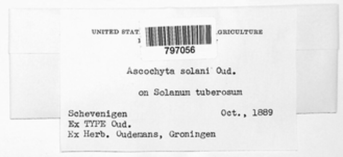 Diplodina solani image